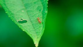 Controle de formigas cortadeiras (saúvas) com  termonebulizadores Pulsfog 